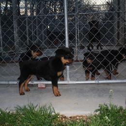 Pink girl - Black and mahogany female Rottweiler puppy in Cartersville, Virginia from Vom Heldenhaft Rottweilers