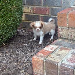 Nacho - Fawn and white male Chihuahua puppy in Gloucester, Virginia from Charlotte's Web of Chihuahuas