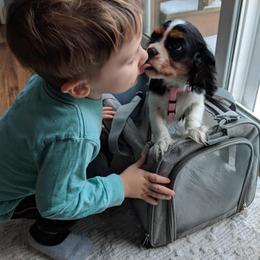 Cavalier King Charles Spaniel Puppies from One Big Cavy Family