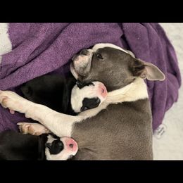 Bella - Boston Terrier