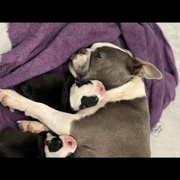 Bella - Boston Terrier