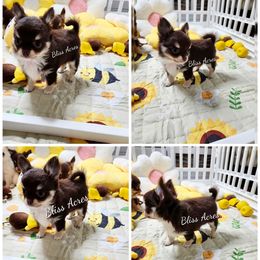 Chihuahua puppies from Bliss Acres Farm