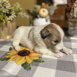 Shetland Sheepdog Puppies from Zuber’s Indiana Shelties