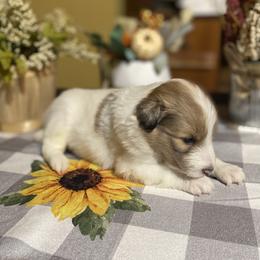 Shetland Sheepdog Puppies from Zuber’s Indiana Shelties