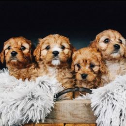 Cavapoo and Goldendoodle Puppies from Hearts Full of Puppies