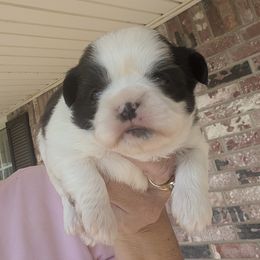 Spot - Black and white male Shih Tzu puppy in Choctaw, Oklahoma from Karen Elliott