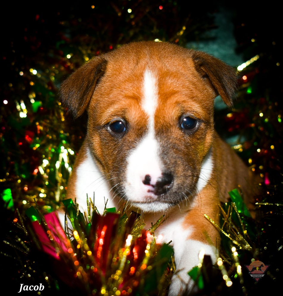 Jacob - Red and white male Basenji puppy in San Diego, California from Triforce Basenjis