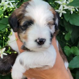 Reacher - Wheaten male Whoodle puppy in Bolingbrook, Illinois from R&R Whoodles