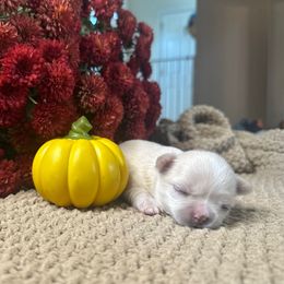 Boy 1 - Cream and white male Chihuahua puppy in Millville, New Jersey from M’s Chihuahuas