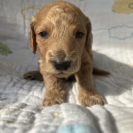 Goldendoodle Puppies from Cassie Farms