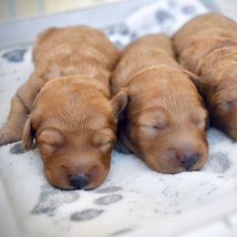 Bernedoodle, Goldendoodle, and Poodle Puppies from Florida Pumpkadoodles