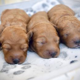 Bernedoodle, Goldendoodle, and Poodle Puppies from Florida Pumpkadoodles