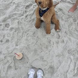Goldendoodle and Golden Retriever Puppies from BloomingPuppies