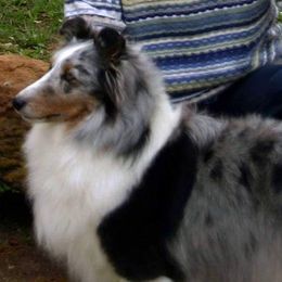 Shetland Sheepdogs from Carolyn Spears's Shetland Sheepdogs