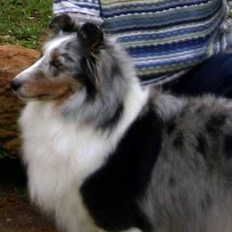 Shetland Sheepdogs from Carolyn Spears's Shetland Sheepdogs