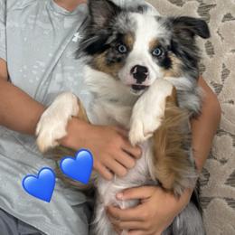 Australian Shepherd and Miniature Australian Shepherd All Grown Up from Happy Little Aussies
