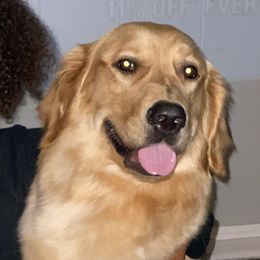 Brooke - Golden Retriever
