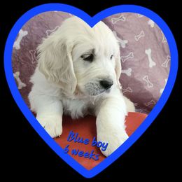 Blue boy - Light golden Golden Retriever puppy in Albuquerque, New Mexico from Teeter's Desert  Goddess Goldens