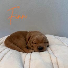 Finn - Dark golden male Golden Retriever puppy in Victorville, California from Martinez Goldens