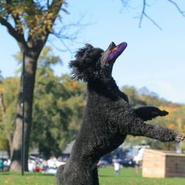 Poodle All Grown Up from Starfleet Poodles