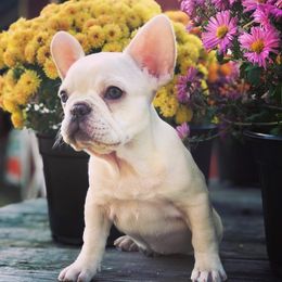 French Bulldog Puppies from Creme De La Creme Frenchies