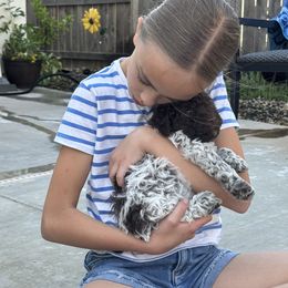 Lagotto Romagnolo Puppies from Anna’s Lagottos
