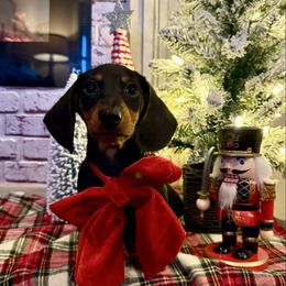 Clover - Black and tan male Dachshund puppy in Sulphur Springs, Texas from Waggin Beach Paradise Doxies