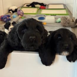 Portuguese Water Dog Puppies from Sea and Sky Portuguese Water Dogs