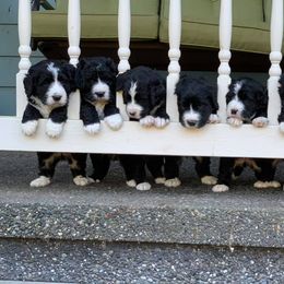 Bernedoodle and Double Doodle Puppies from Cloud Nine Doodles