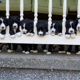 Bernedoodle and Double Doodle Puppies from Cloud Nine Doodles