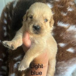 Light blue collar - Golden male Golden Retriever puppy in Jesup, Georgia from Painted Platinum Retrievers (Painted Platinum Kennel) PPK