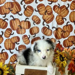 Aussiedoodle and Australian Shepherd Puppies from Dark Water Standards