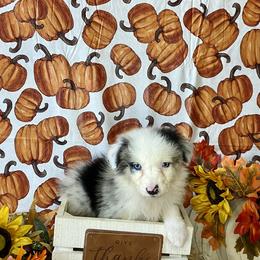 Aussiedoodle and Australian Shepherd Puppies from Dark Water Standards