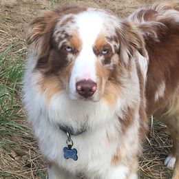 Rainy - Australian Shepherd