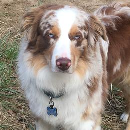Rainy - Australian Shepherd