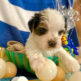 Prince: Rare Tri-Color Parti - Parti male Yorkshire Terrier puppy in Fairview, West Virginia from Prims Puppies LLC