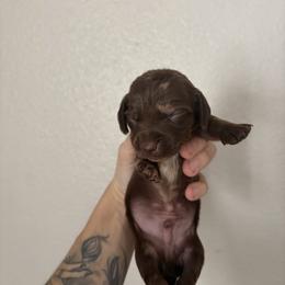 Hope - Dapple male Dachshund puppy in Conroe, Texas from R&M Dachshunds