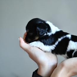 Midge - Piebald female Dachshund puppy in Youngstown, Florida from Paradox Dachshunds