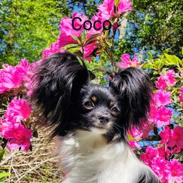 Coco - Papillon