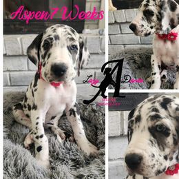 Aspen - Harlequin Great Dane puppy in Longview, Texas from Lazy A Danes