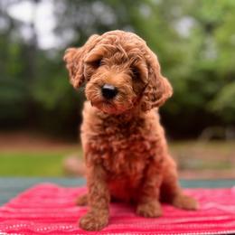 Arwen - Red  female Goldendoodle puppy in Pittsburg, Texas from Grace Springs Goldendoodles
