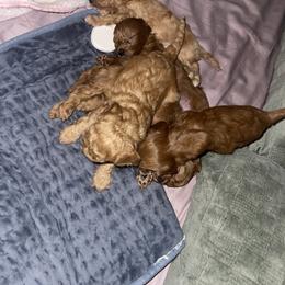 Cavapoo Puppies from Shawn's Cavapoos