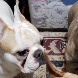 French Bulldogs from Lorie's French Bulldogs