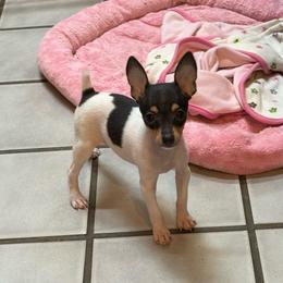 Boss - White black and tan male Toy Fox Terrier puppy in El Cajon, California from Ultra Quest Show Dogs