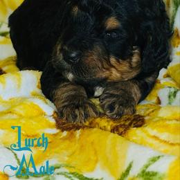 Lurch - Tri-color male Bernedoodle puppy in Beecher, Illinois from Erica’s Doodles