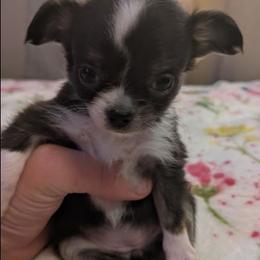 Diamonds - Black and white female Chihuahua puppy in Amity, Pennsylvania from Baxters Chihuahuas