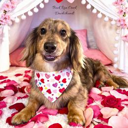 Knox - Dachshund
