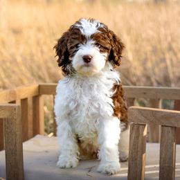 Taylor - Chocolate female Labradoodle puppy in Crete, Nebraska from Doodles & Co