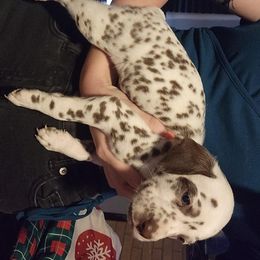 Girl 1 - White and liver brown female Dalmatian puppy in Dothan, Alabama from Spoiledrottendals