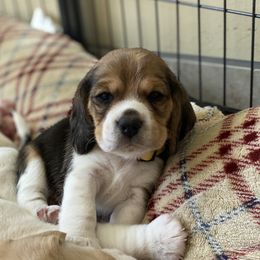 Beagle Puppies from Majestic Beagles
